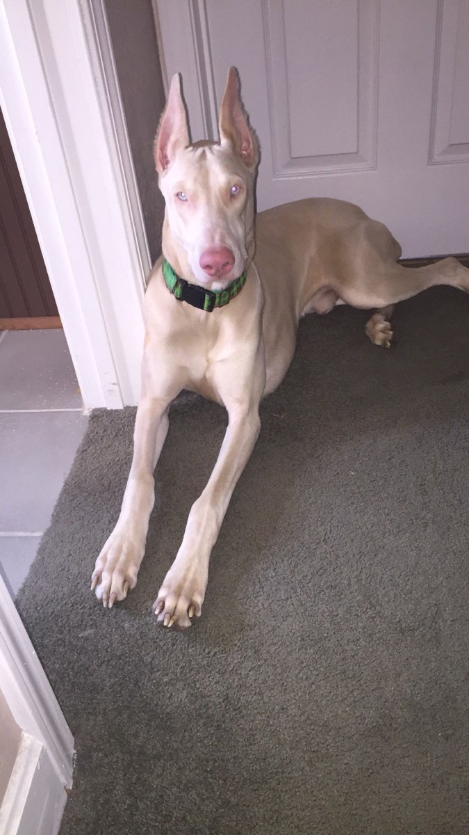 Доберман альбинос