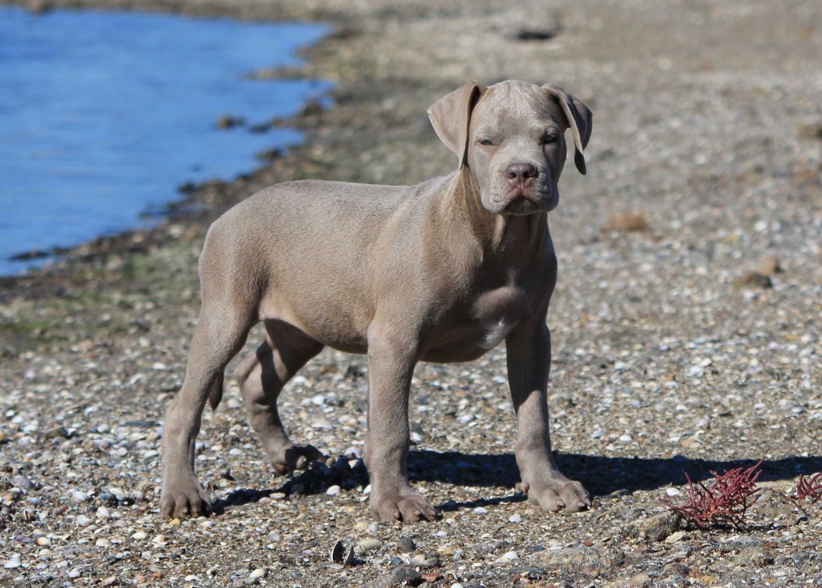 Питбультерьер изабелловый окрас