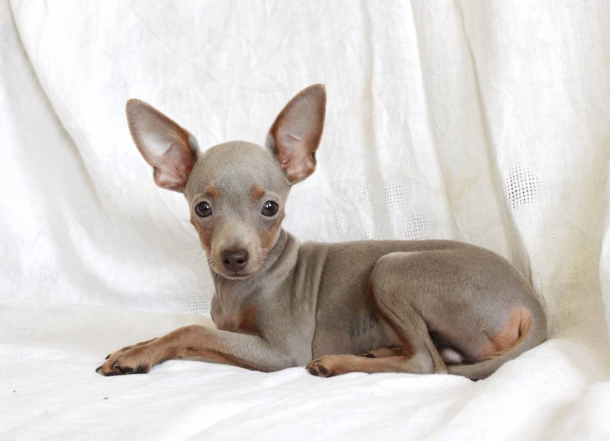 Той терьер лилово подпалый