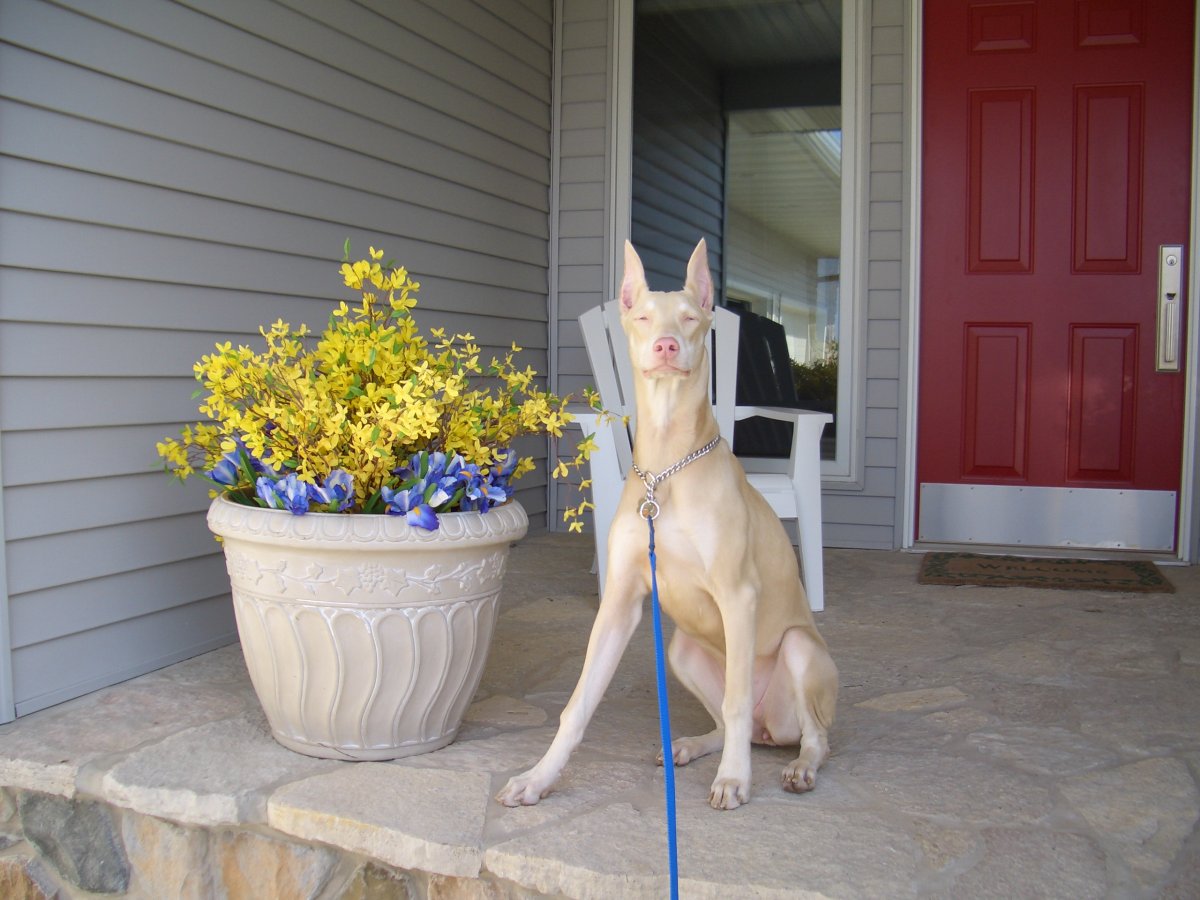 Собака Доберман белый