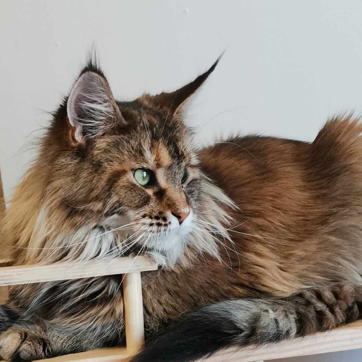 Мейн кун черный