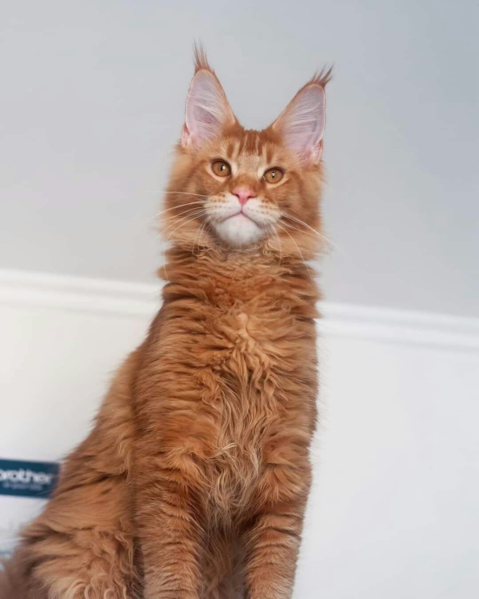 Мейн кун рыжий взрослый