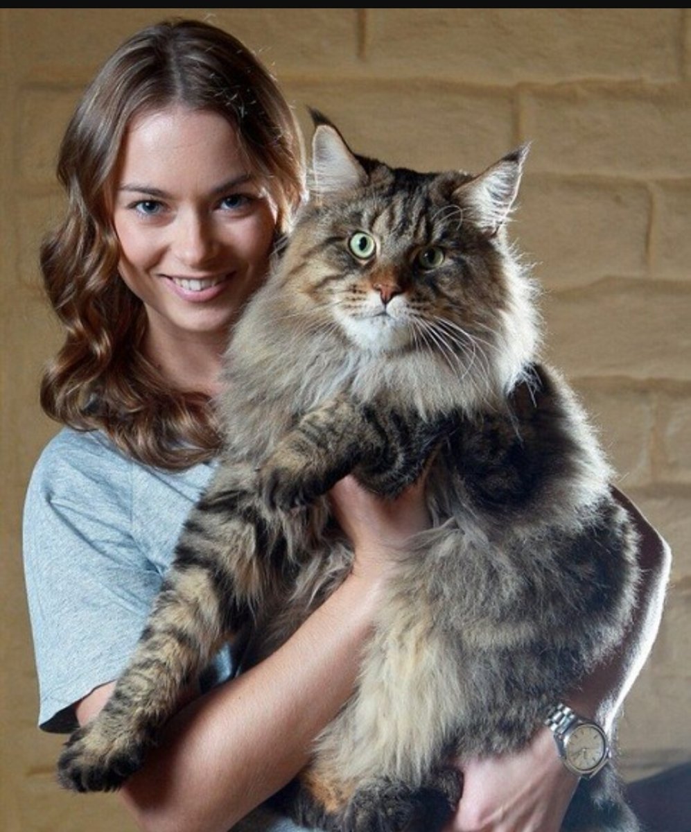 Питомник Мейн кунов Kotoam