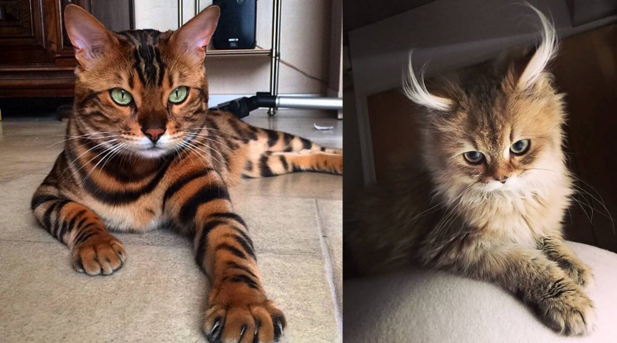 Большой кот Мейн кун