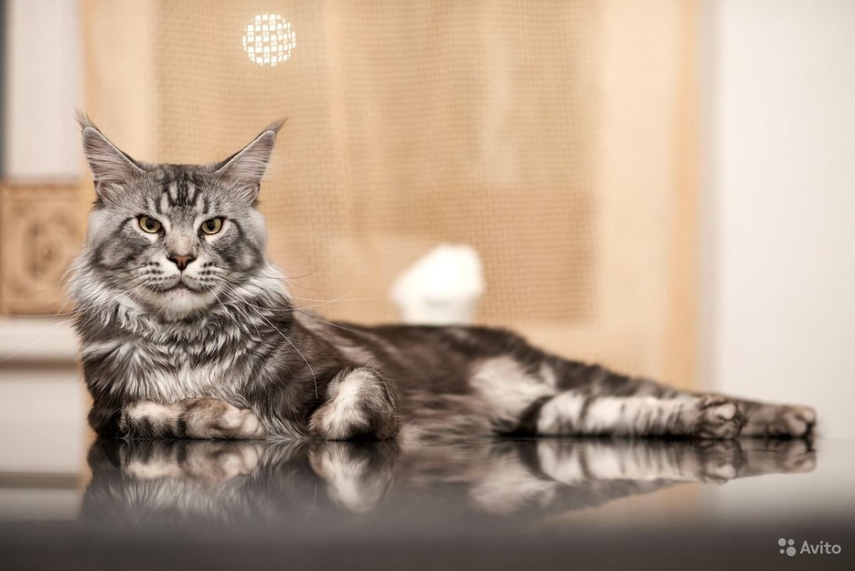 Мейн кун кот вязка