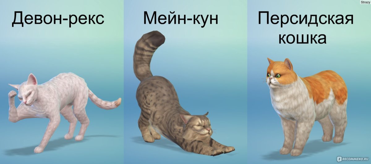 Бенгальская кошка симс 4