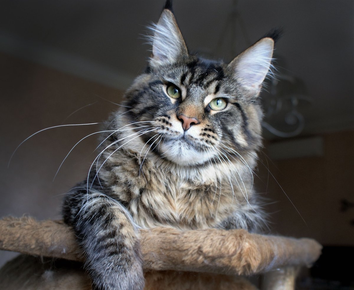 Табби Мейн кун огромный кот