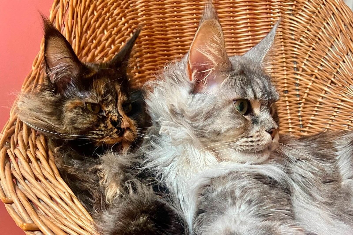 Сиамский Мейн кун