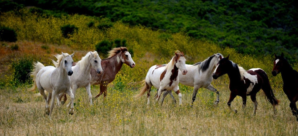 Азиатская дикая лошадь