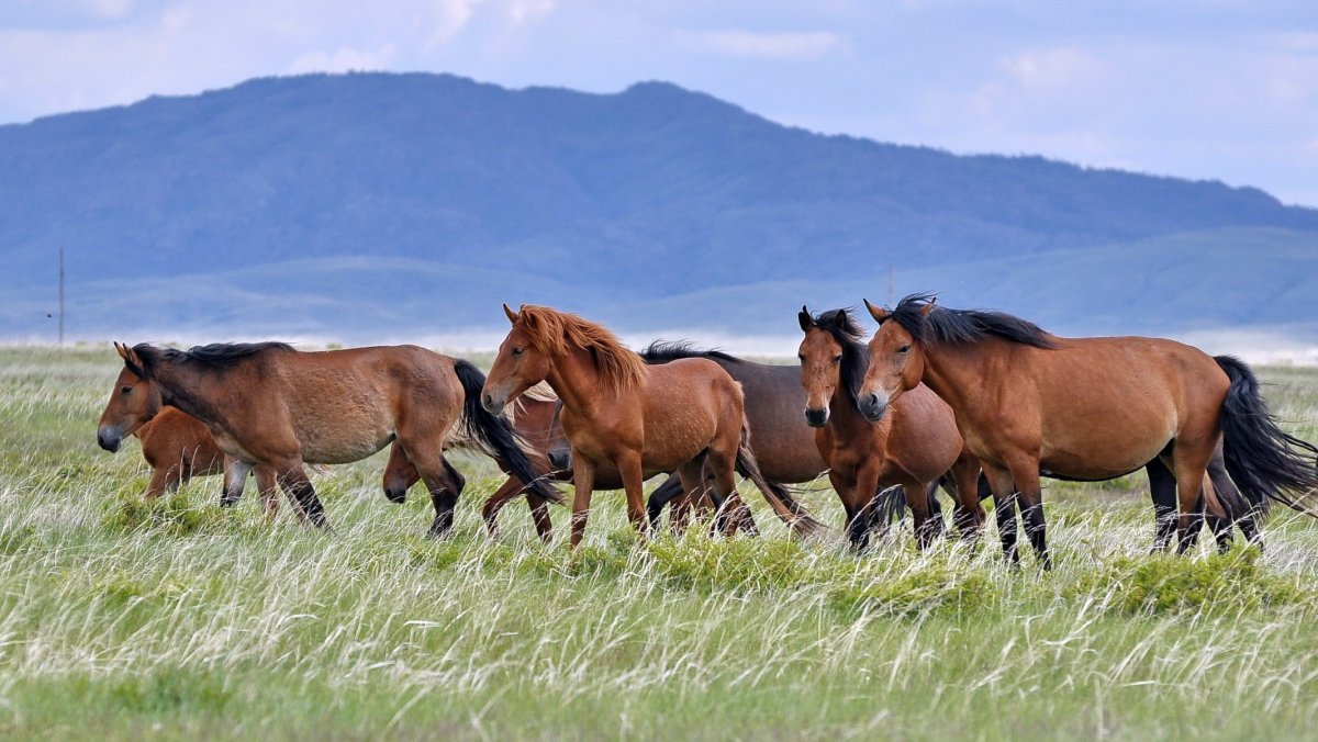 Невада Horse