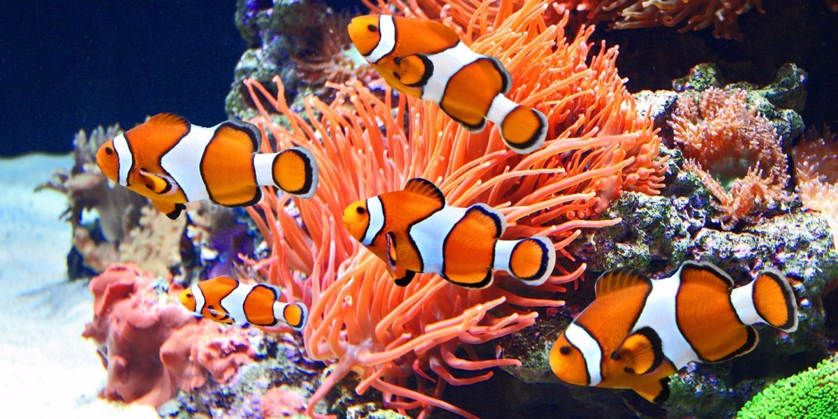 Рыба клоун и актиния