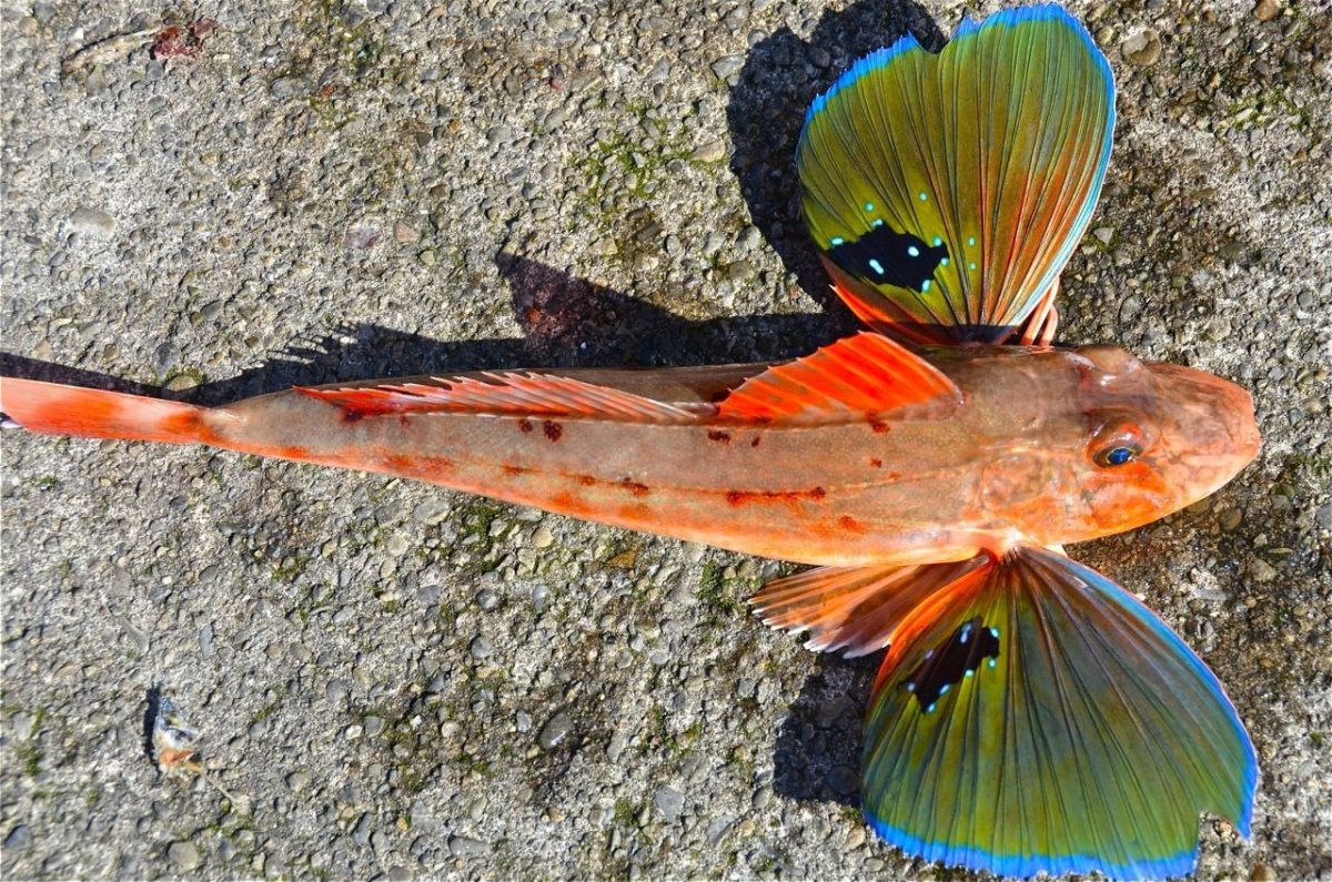 Тригла Черноморская