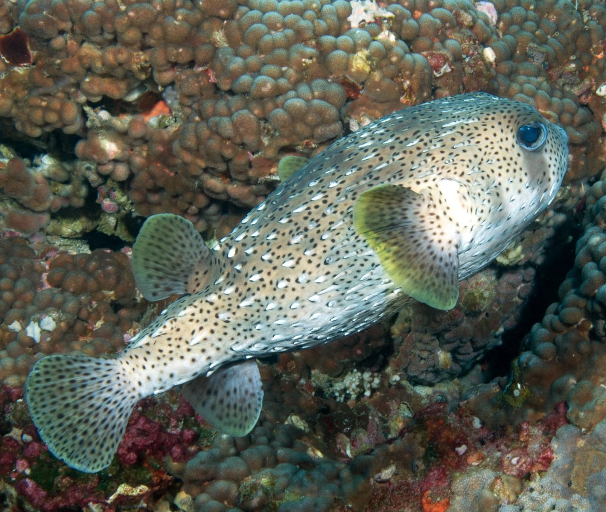 Колючие рыбы Средиземного моря