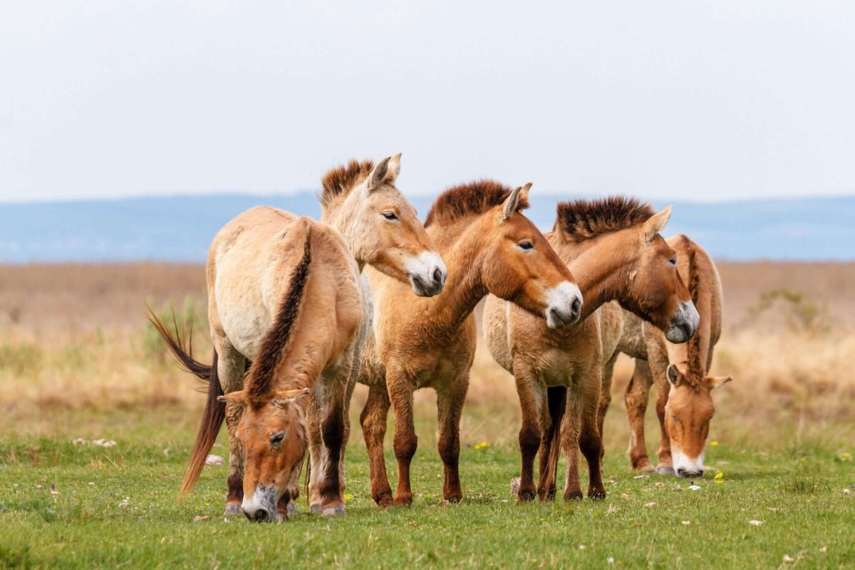 Лошадь Пржевальского Equus przewalskii