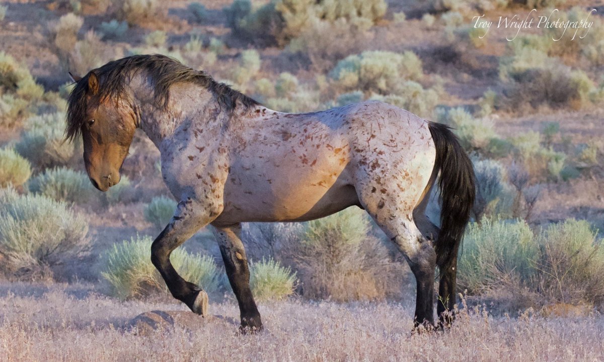 Equus Ferus Ferus
