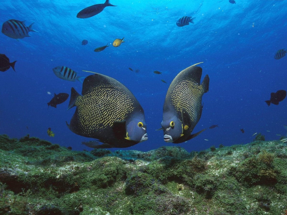 Рыбы в океане
