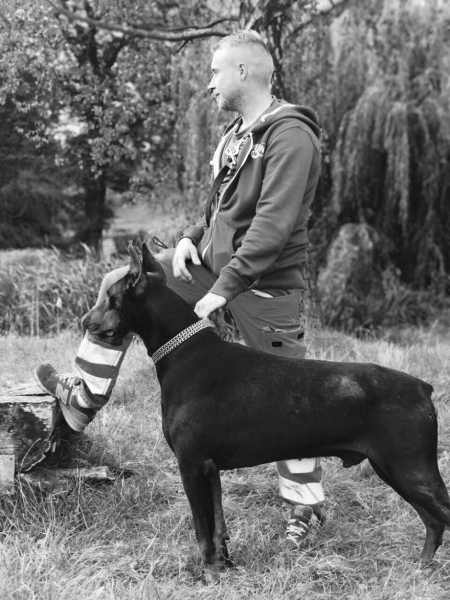 Собака Доберман