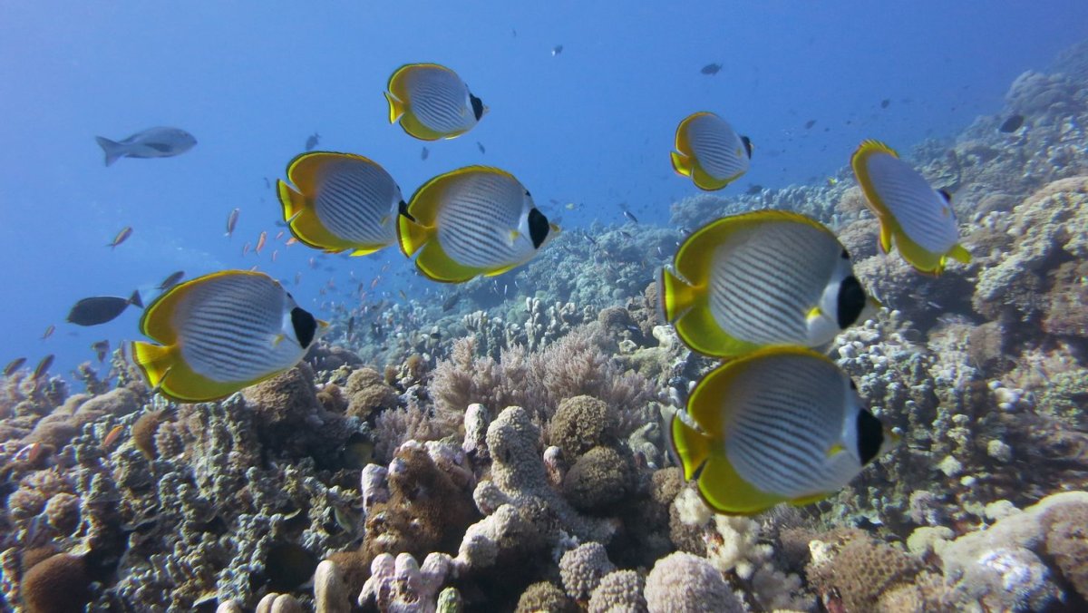 Рыбы в океане