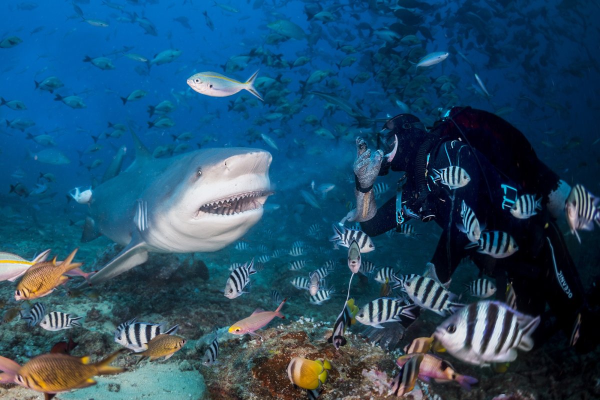 Подводный мир акулы