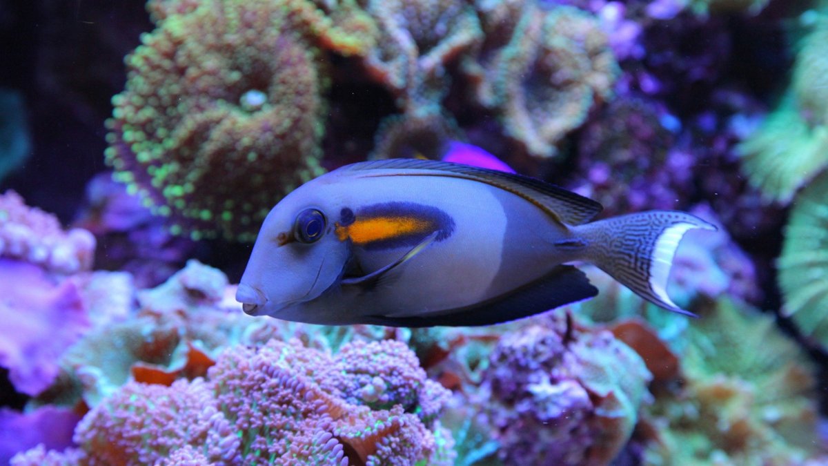 Коралловые рифовые рыбы