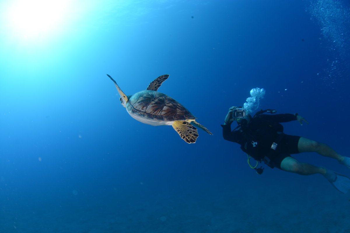 Кемер дайвинг корабль