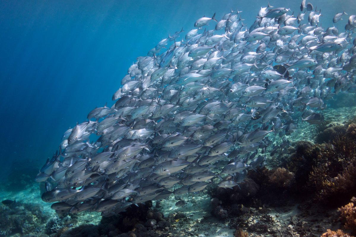 Рыбы в океане