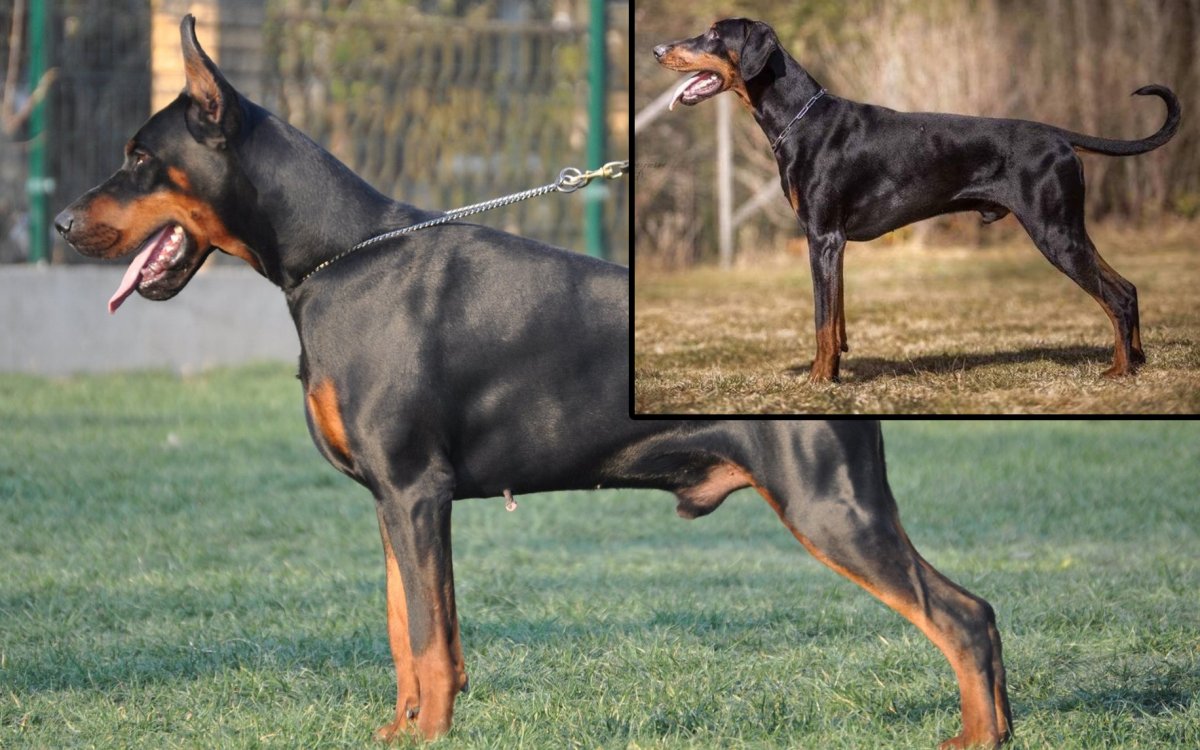 Доберман экстерьер