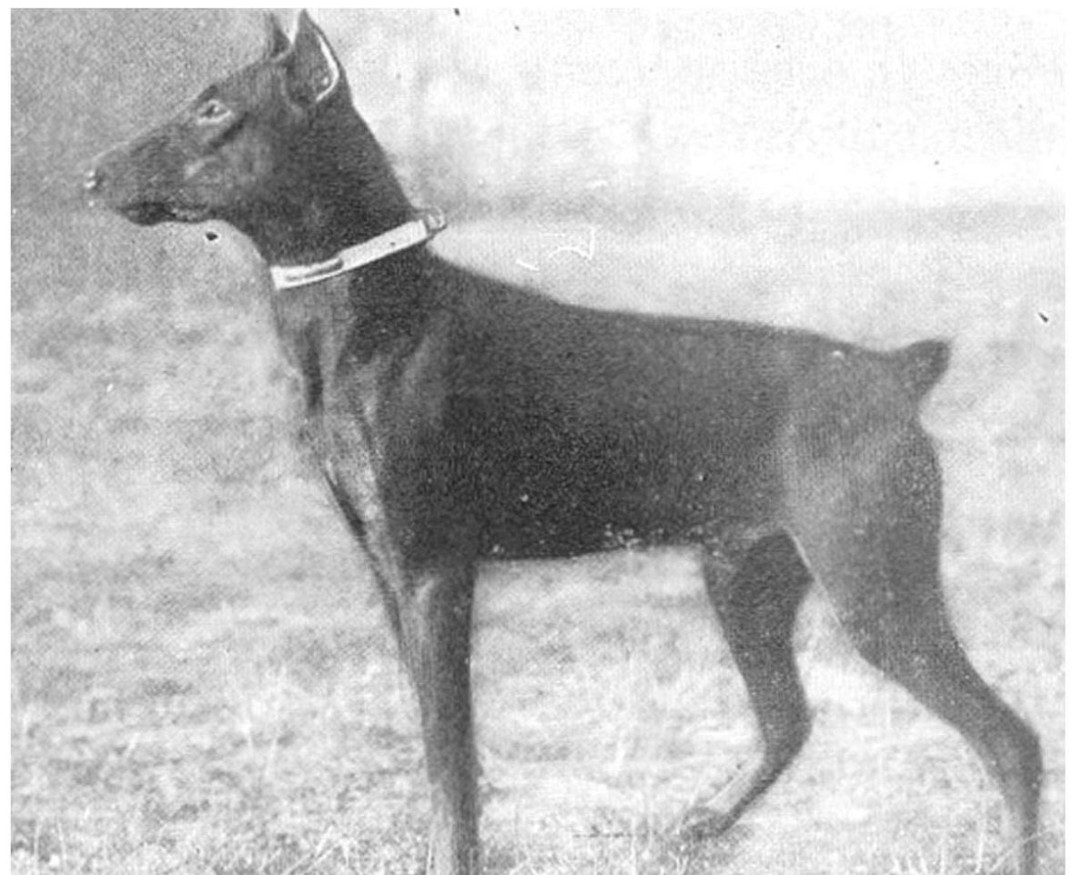 Доберман-пинчер история породы