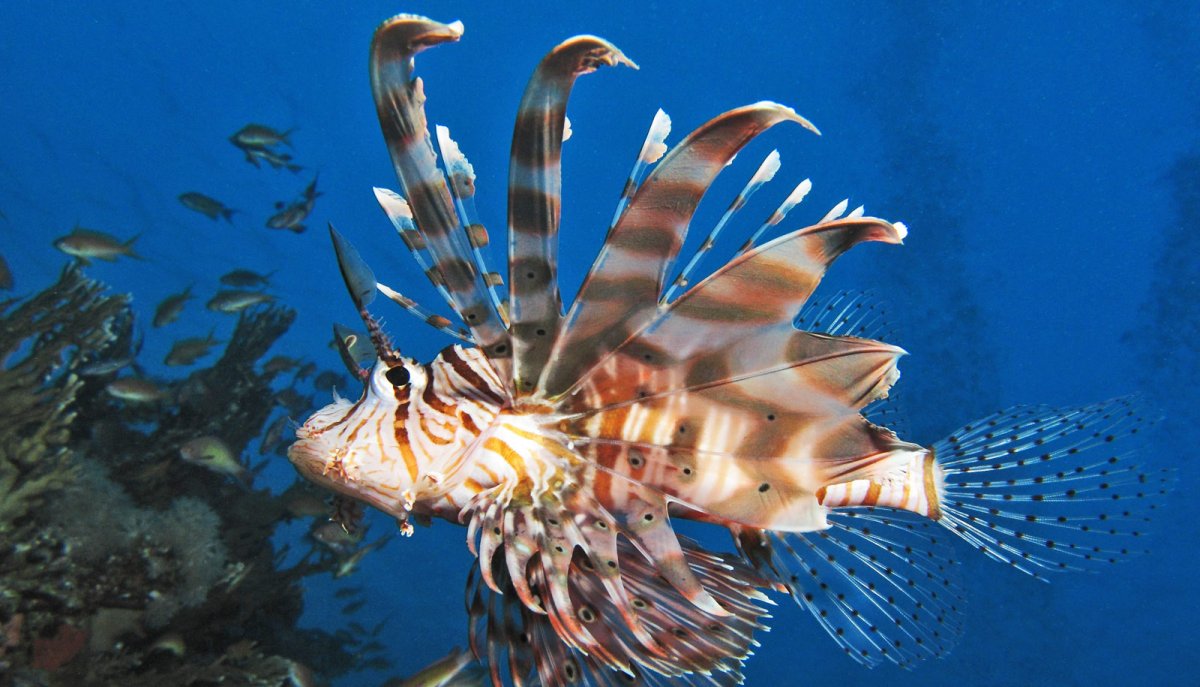 Рыба крылатка в Красном море