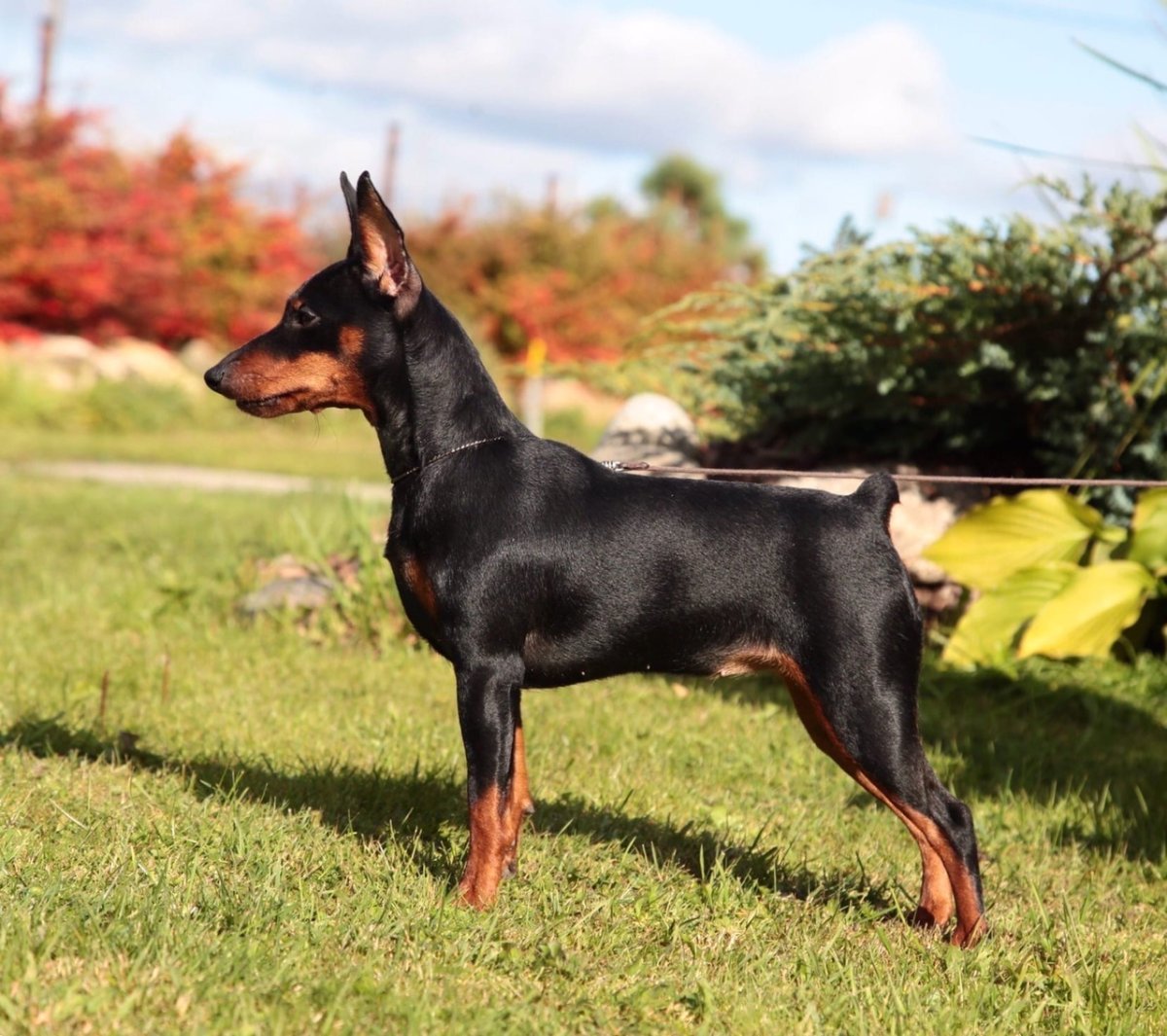 Беллинг собака