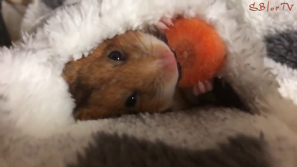 Хомячки арты