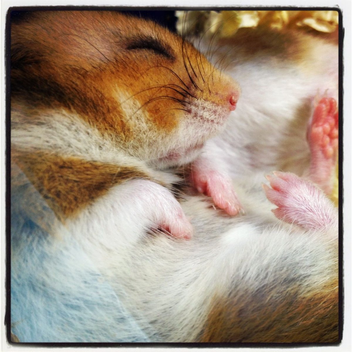 Влюбленные крыски