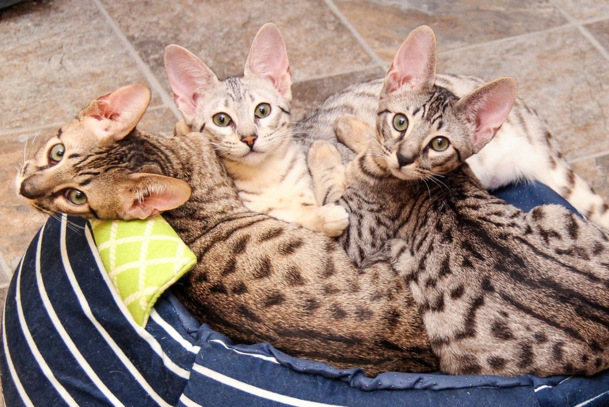 Сервал Ашера Саванна