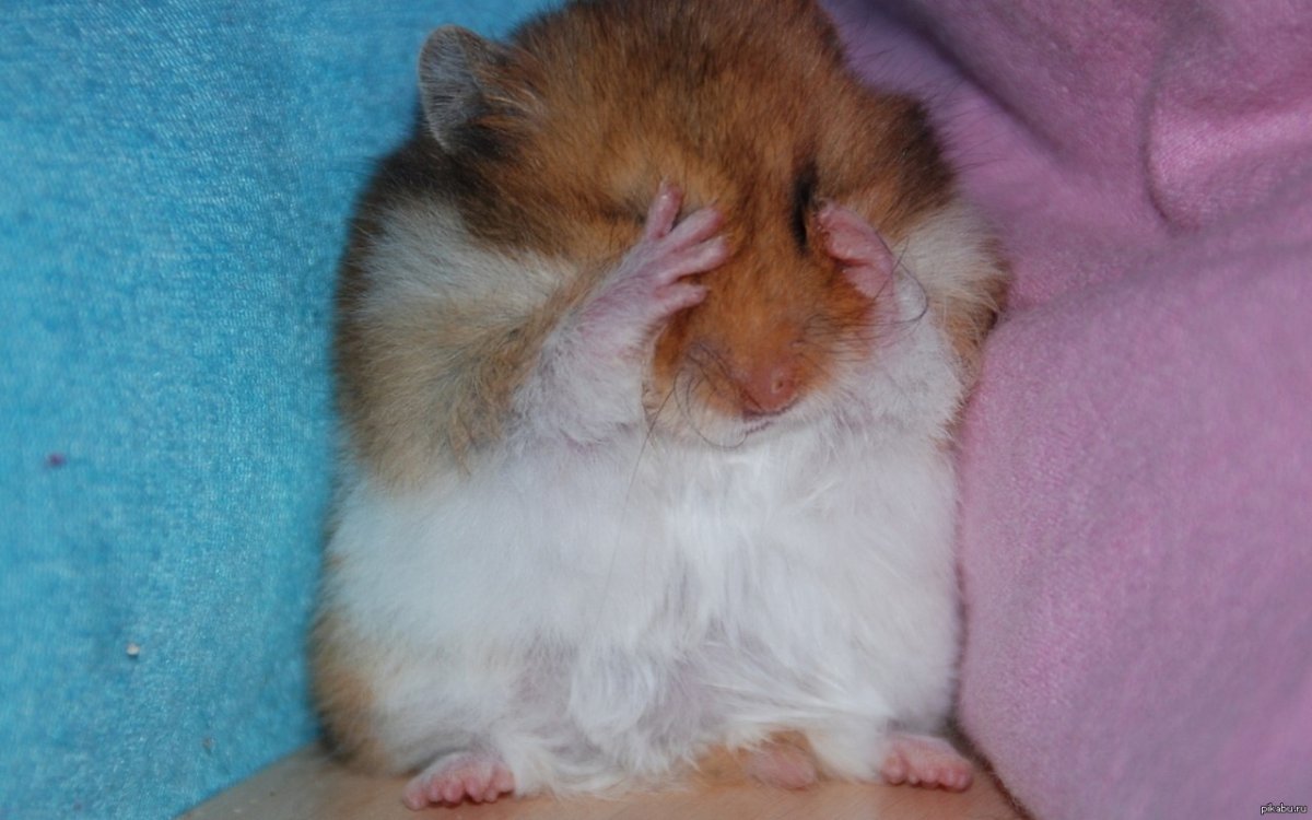 Хомяк лежит