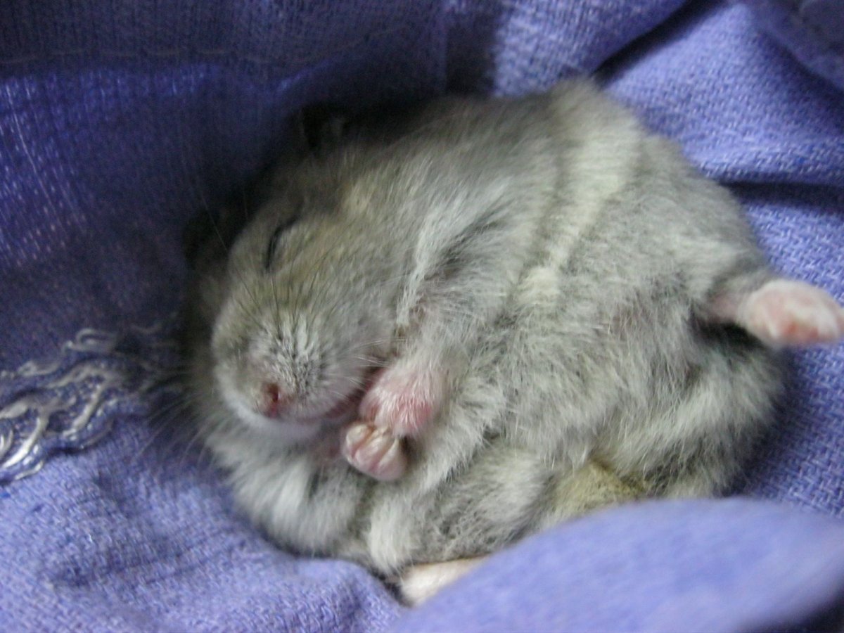 Хомяки обнимаются