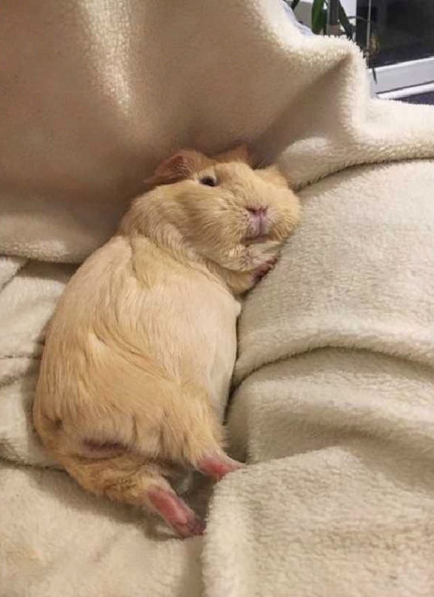 Хомяк Сеня Стикеры