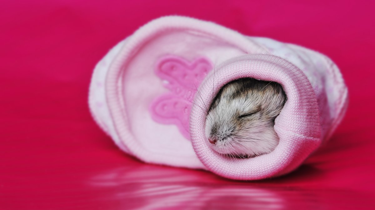 Хомяк спит