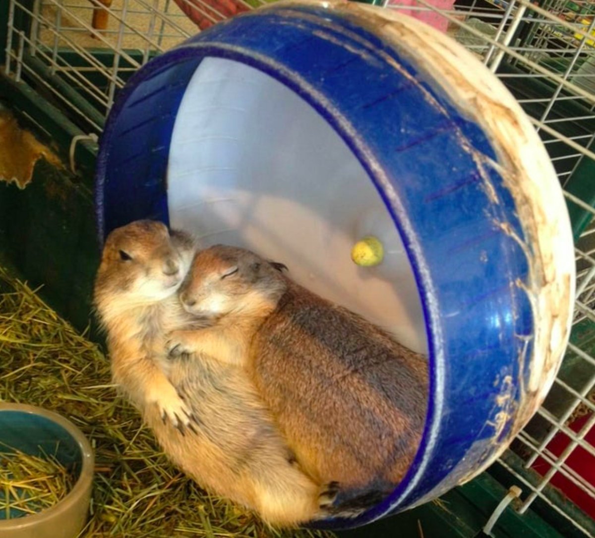 Сонный хомяк джунгарский