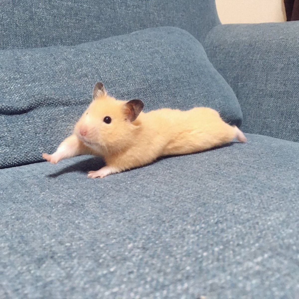 Veronica Minozzi художница