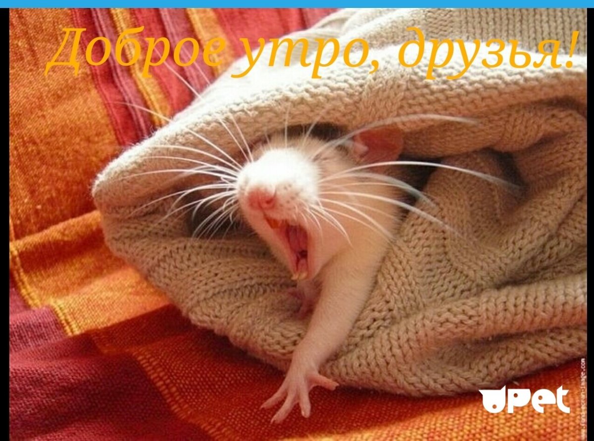 Мёртвый джкнгарский хомяк