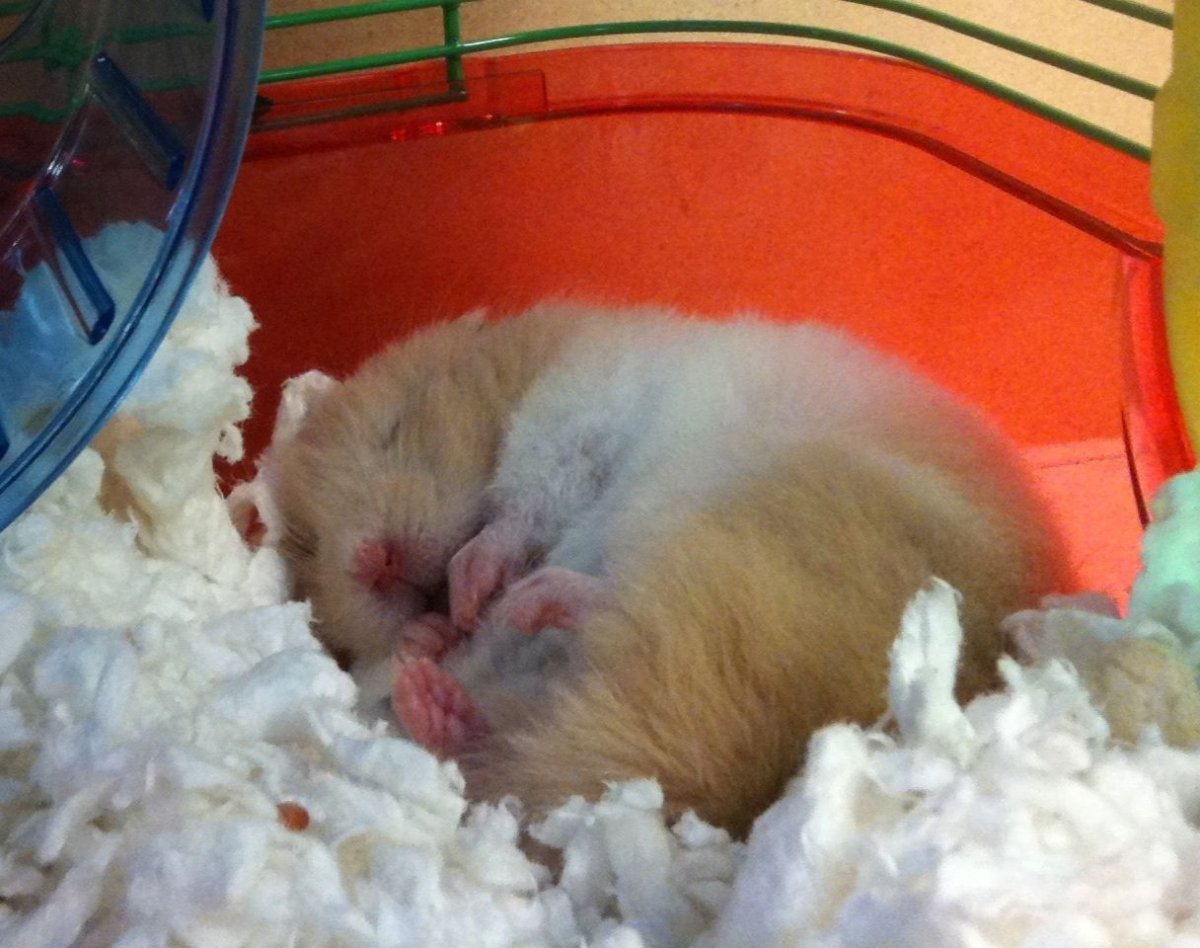 Спящий джунгарский хомяк