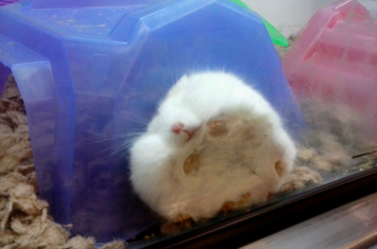 Хомяк в панике