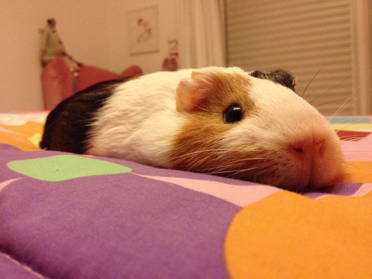 Смешной хомяк с печенькой