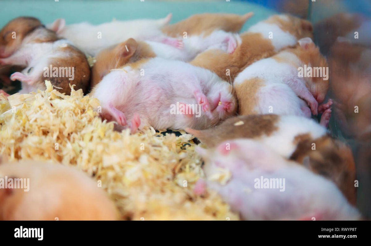 Влюбленный хомяк