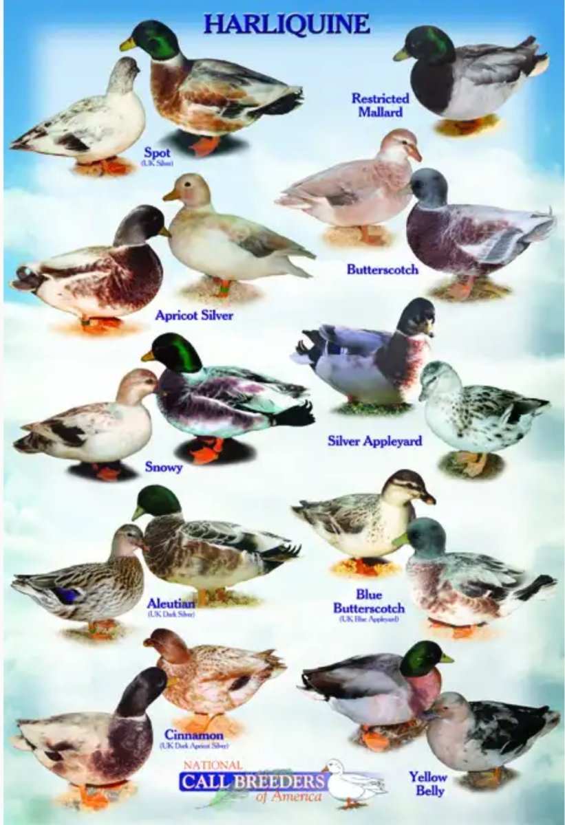 Шахты плакат утки