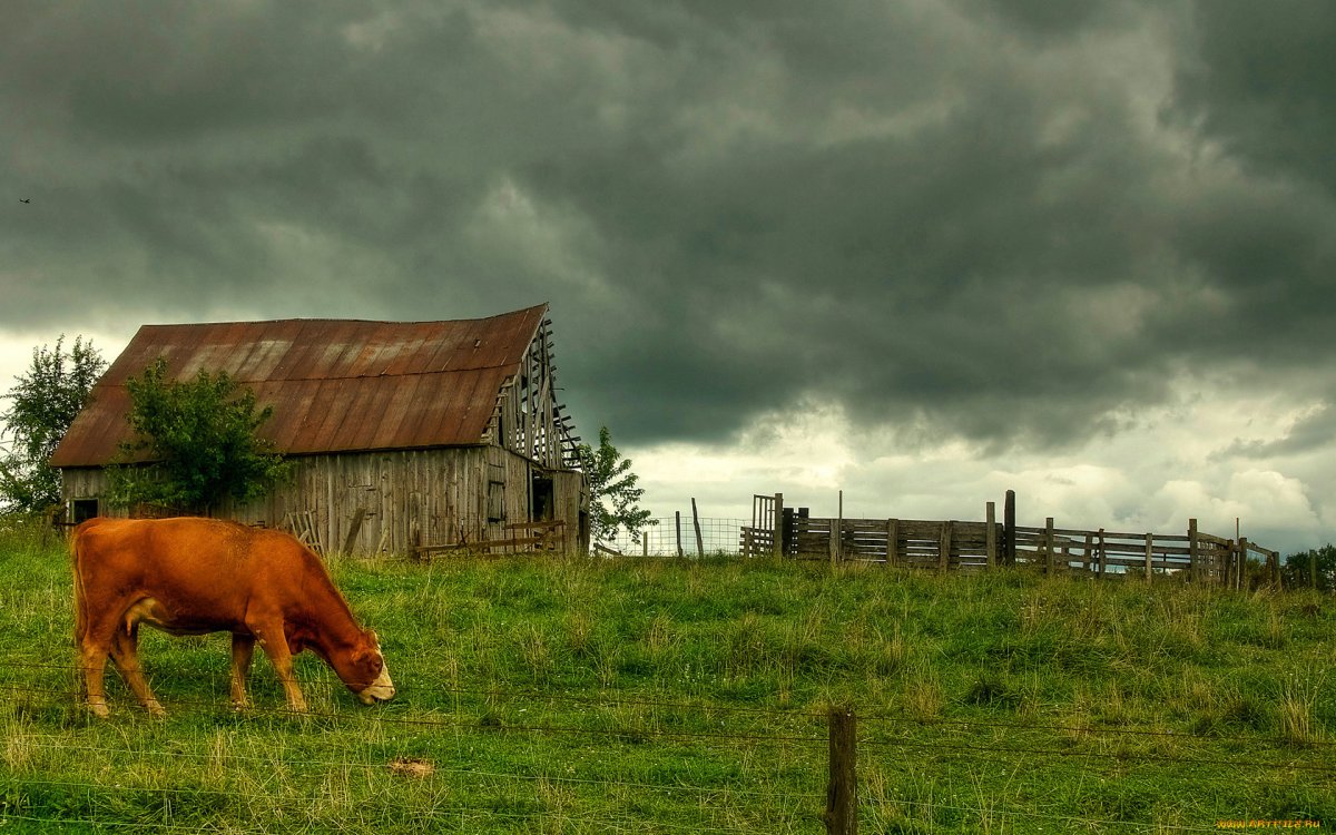 Домашние животные в деревне