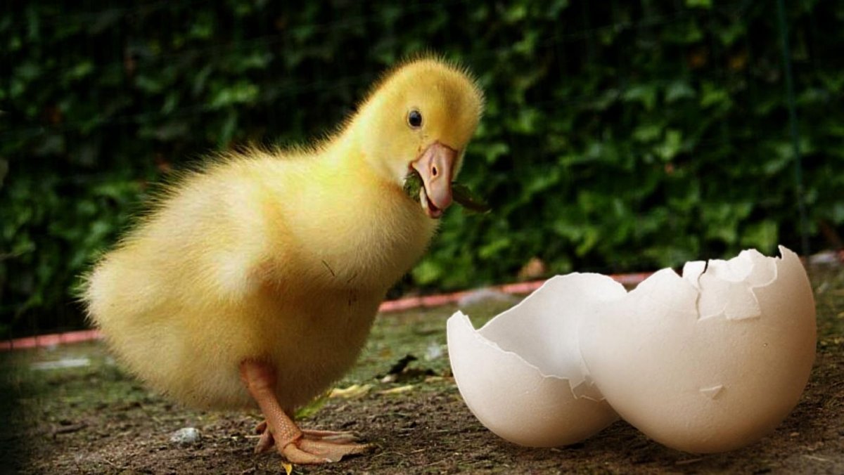 Утка мандаринкамсамка