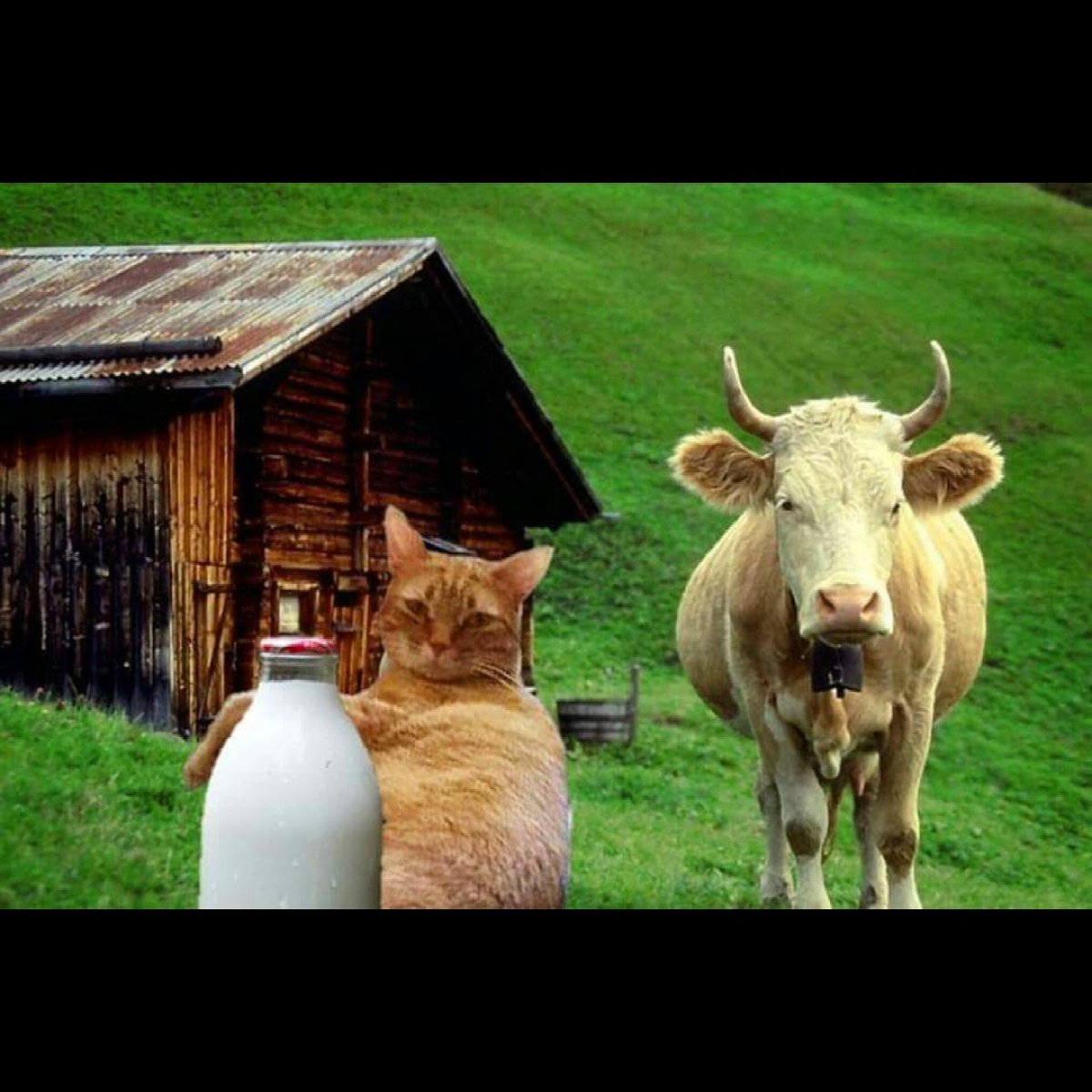 Корова рядом с домом
