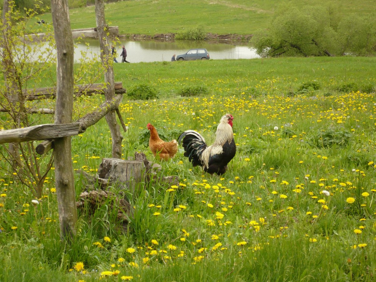 Хутор Гремячий Шебекинского района