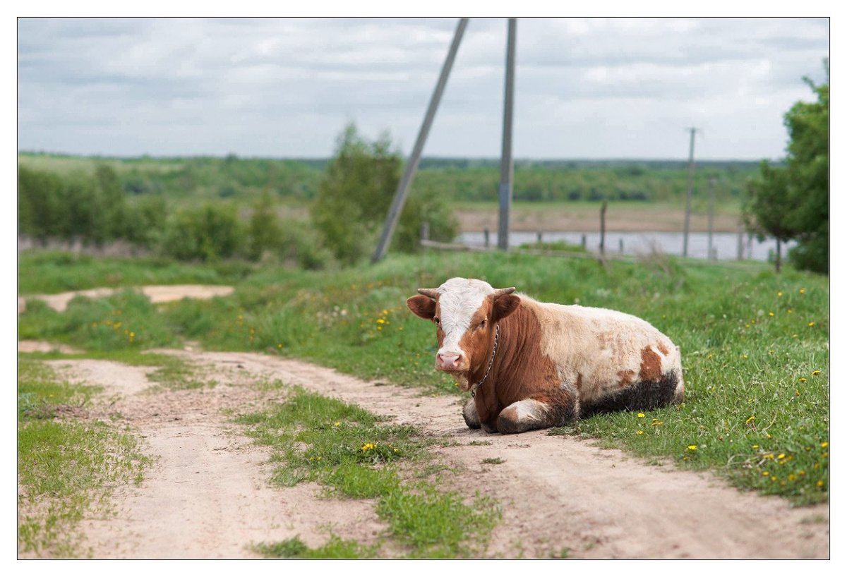 Животные в деревне